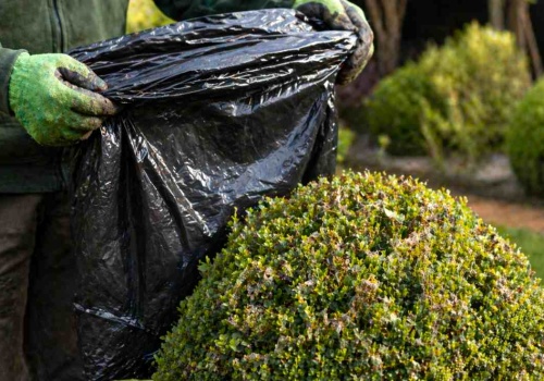 Ćma bukszpanowa boi się TEGO triku. Załóż worek i zapomnij o problemie