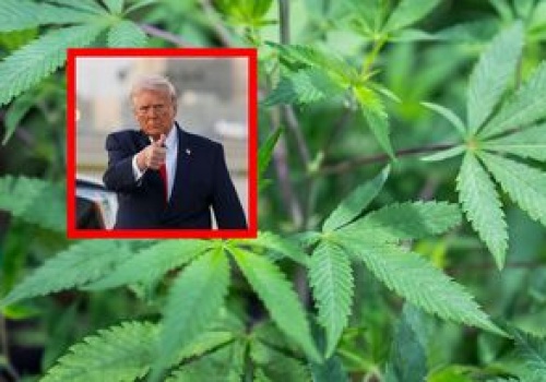 Historyczna zmiana Trumpa. Dotyczy marihuany