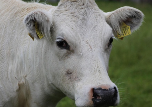 Krowa dostała licencję na wywóz odpadów. Rolnicy pokazali jak absurdalne jest prawo