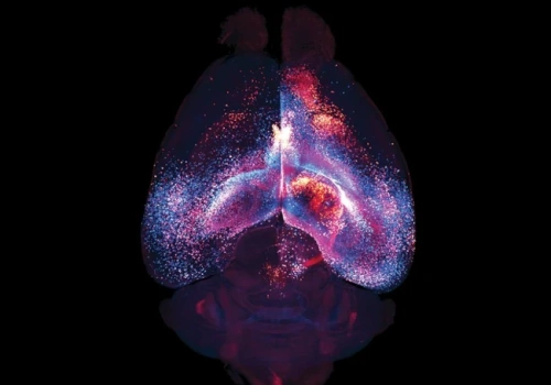 Komórki podtrzymujące mózg tworzą nieznaną dotąd sieć. Przełomowe odkrycie w neuronauce