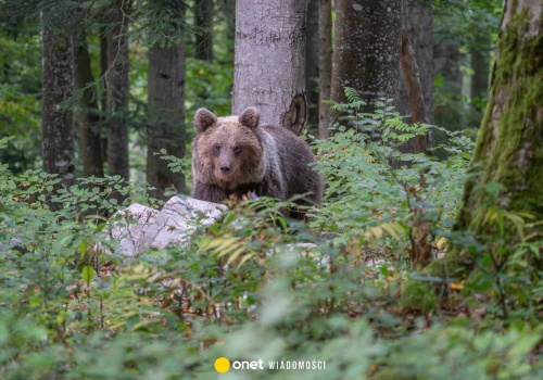Kobieta zmarła po ataku niedźwiedzia. Eksperci wskazują na powód. 