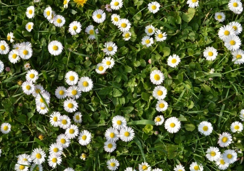 Gdy na trawie pojawią się stokrotki, to znak, że w ogrodzie coś się dzieje. O co chodzi?