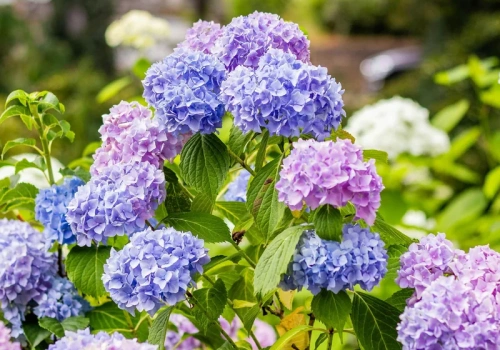 Jednak kromka, szklanka wody i hortensje obsypują się kwiatami