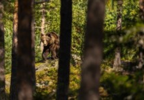 Nowe informacje po ataku niedźwiedzia na Podkarpaciu. 