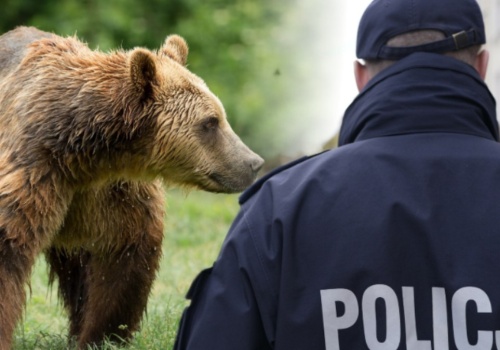 Potencjalna przyczyna śmiertelnego ataku niedźwiedzia. Eksperci wyjaśniają