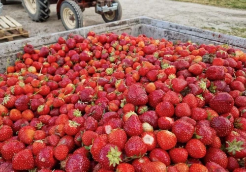 Truskawka przemysłowa pod presją. Czy to jeszcze się opłaca?
