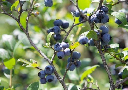 Ogrodnicy ostrzegają przed tym błędem. Pod żadnym pozorem nie syp tego pod borówkę