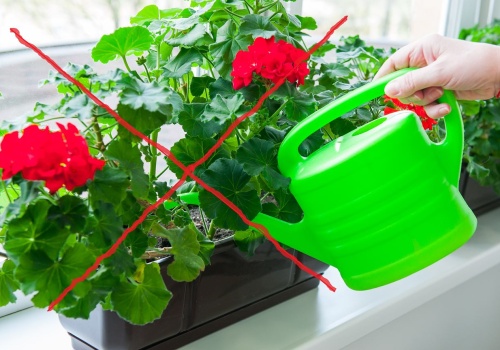 Żegnajcie babcine pelargonie. Nadchodzi nowy trend balkonowy i robi furorę