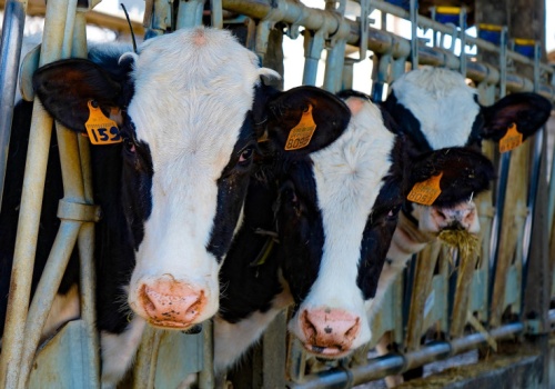 Złodzieje ukradli z obory 69 sztuk bydła. Zniknęły jałówki cennej rasy