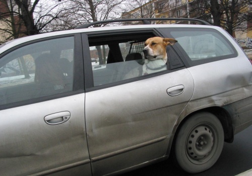 Chcesz zabrać psa lub kota na wakacje? UE zaostrza przepisy dla właścicieli zwierząt