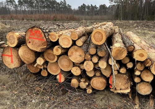 Wycinki w lasach w Opolu mają być większe. „Sosny zamierają”