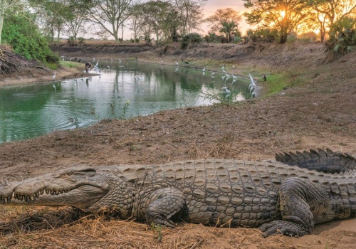 Brutalne gody krokodyli. Przyduszanie pod wodą to standard