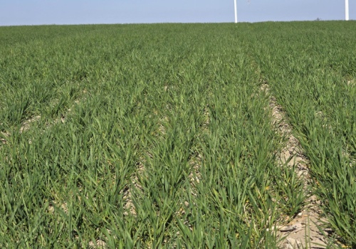 Pogoda może zabić efekt nawożenia