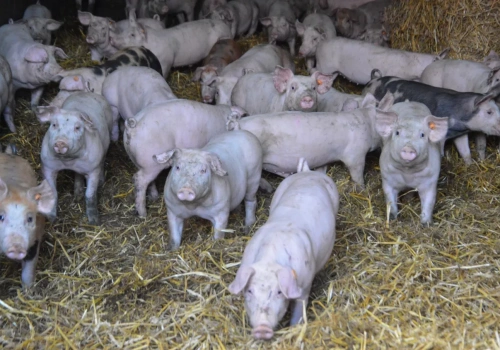 Ceny tuczników: tańsze nawet 35 gr/kg niż tydzień temu