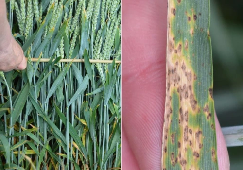 Pogoda sprzyja DTR-ce. Kiedy reagować, żeby nie stracić plonu?