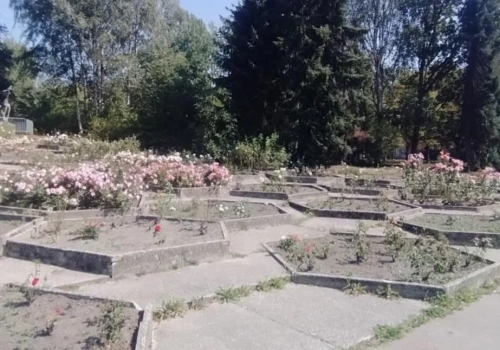 Park Śląski rozdaje sadzonki róż