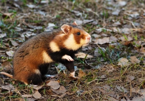 Jaworzno zamówiło kilkadziesiąt sztuk chomika europejskiego 