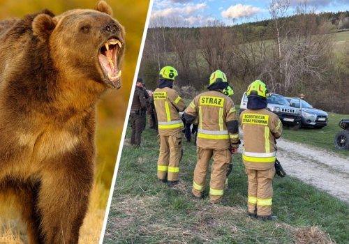 Edyta zginęła w ataku niedźwiedzia. RDOŚ mówi o 