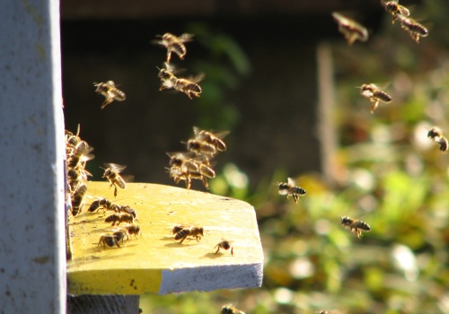 Pszczelarze ruszyli po wsparcie. Złożono już ponad 5,5 tys. wniosków