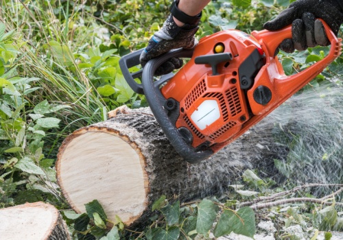 Sprawdź kary za usunięcie wywrotu lub drzewa na posesji w 2026. Jak ich uniknąć?