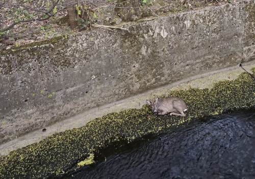 Wieczorna akcja strażaków w Bielsku-Białej. Uratowano młodą sarnę z betonowego koryta rzeki