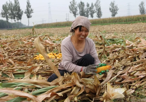 Chiny kupują więcej kukurydzy. W Polsce ceny idą w górę