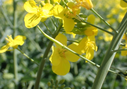Skuteczna ochrona rzepaku w fazie opadania płatka: Jak wygrać z presją zgnilizny twardzikowej?
