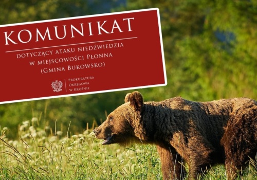 Prokuratura wszczyna śledztwo po ataku niedźwiedzia. Jest komunikat