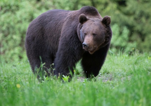 Dlaczego niedźwiedź zaatakował w Polsce? Znamy możliwy powód