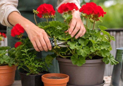 Nie wystawiaj pelargonii, póki tego nie zrobisz. Zmarnieją w jeden dzień