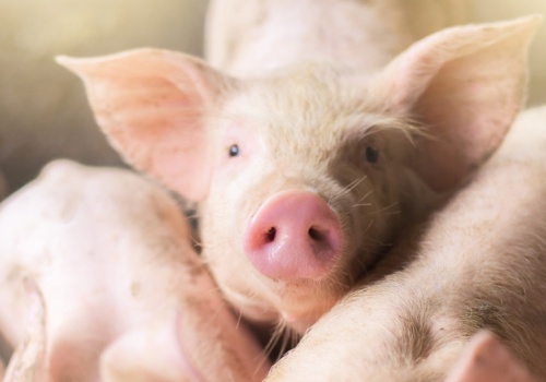 Niepokojący trend na rynku tuczników. Ceny w dół o 20 gr za kilogram