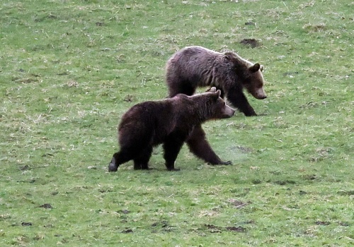 Śmiertelny atak niedźwiedzia na Podkarpaciu. Takiej sytuacji nie było od 1927 r.