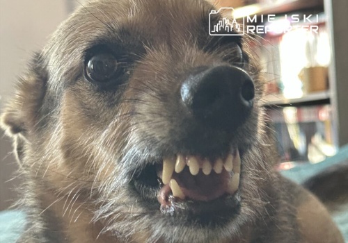 Jadąc do szpitala z pogryzionym przez psa dzieckiem, utknął w korku. Z pomocą przyszli policjanci