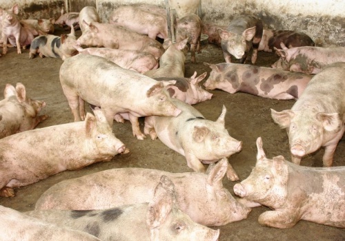 Ceny tucznika w kwietniu 2026. Sprzedawać czy czekać?