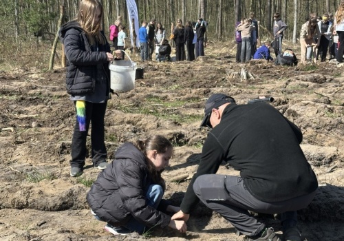 Ekologiczna lekcja w terenie. Uczniowie sadzili las w Kazimierzu Biskupim