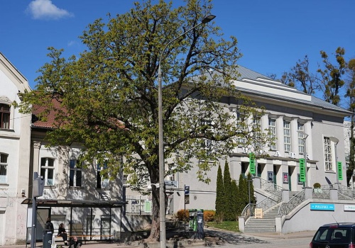 Kasztanowiec z centrum Olsztyna do wycinki. Władze miasta podjęły decyzję