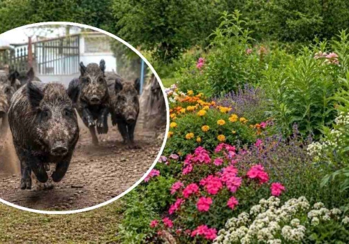 Twój ogród zniknie z mapy dzików. Wystarczy, że posadzisz w nim TO