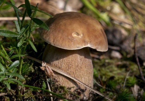 Jak znaleźć borowika usiatkowanego? Poradnik grzybiarza krok po kroku