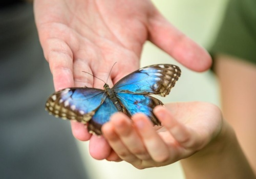 Motyle rozpoczynają sezon w łódzkim ZOO. Nowa siedziba kolorowych owadów