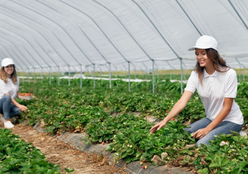 Tyle można zarobić w Niemczech na zbiorach truskawek. Polacy będą chętnie wyjeżdżać, kwota to nie żart