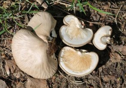 Ten grzyb z kwietnia to rarytas. Rośnie tylko w jednym miejscu