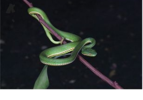 Chiny: Nowy gatunek węża. Nazwa nie jest przypadkowa