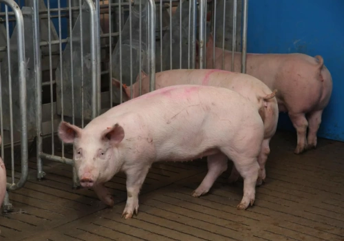 Tuczniki tanieją nawet o 20 gr. Ile dziś płacą za świnie?