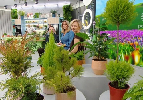 Jak dbać o domowe kwiaty z marketu? Kasia Joda wyjaśnia