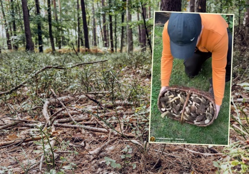 Poszedł na grzyby w kwietniu i pokazał nagranie. 
