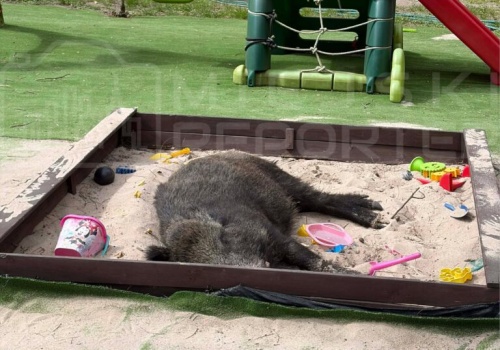 Dzik spał w piaskownicy na terenie placu zabaw parafii na Bemowie. Służby podjęły ostateczną decyzję