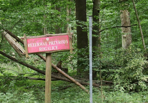 Ochrona przyrody pod znakiem zapytania. Naukowcy krytykują projekt zmian w sprawie rezerwatów