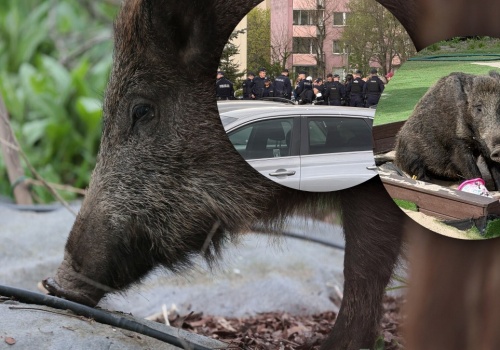 Kolejny dzik zabity w Warszawie. Na miejscu kilkudziesięciu policjantów