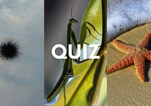 Quiz wiedzy. Zwierzę czy roślina? Zdobędziesz przynajmniej 8/13 punktów?