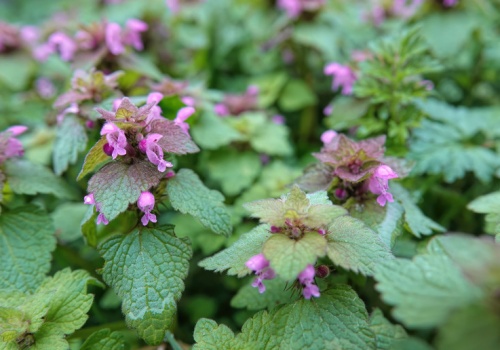 Naturalna tarcza na miąższ wątroby. Polacy depczą, zamiast rwać